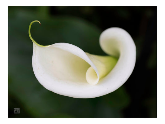 FLOATING CALLA LILY