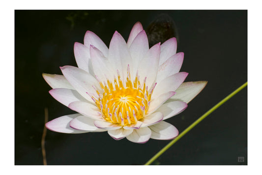 WATER LILY