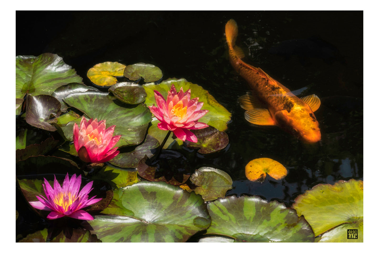 LILIES WITH KOI