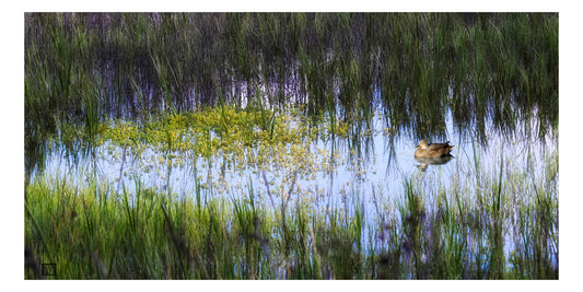 MARSH, EVENING