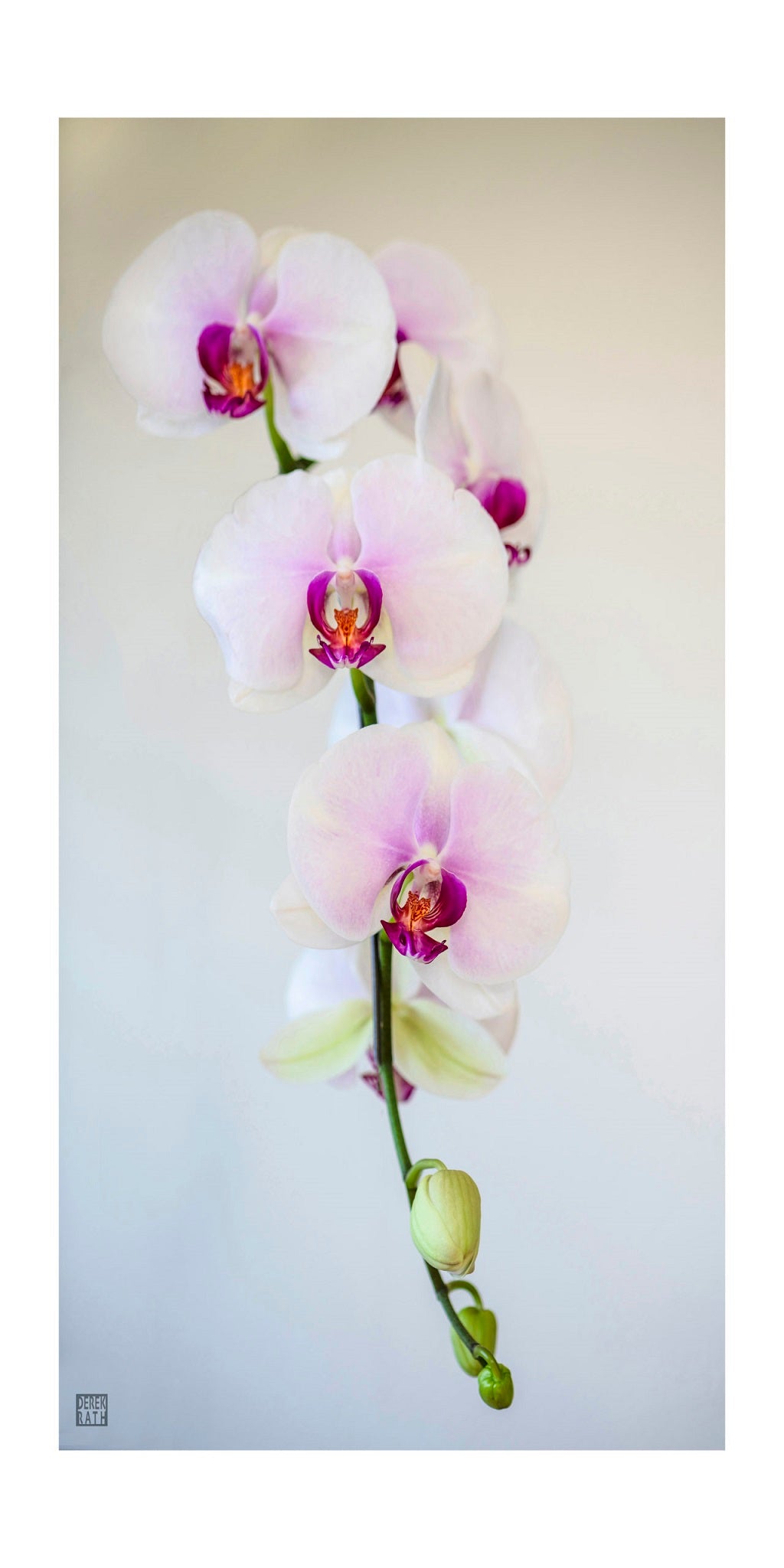 ORCHID FLOATING