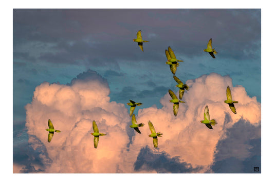 PARROTS AT SUNSET