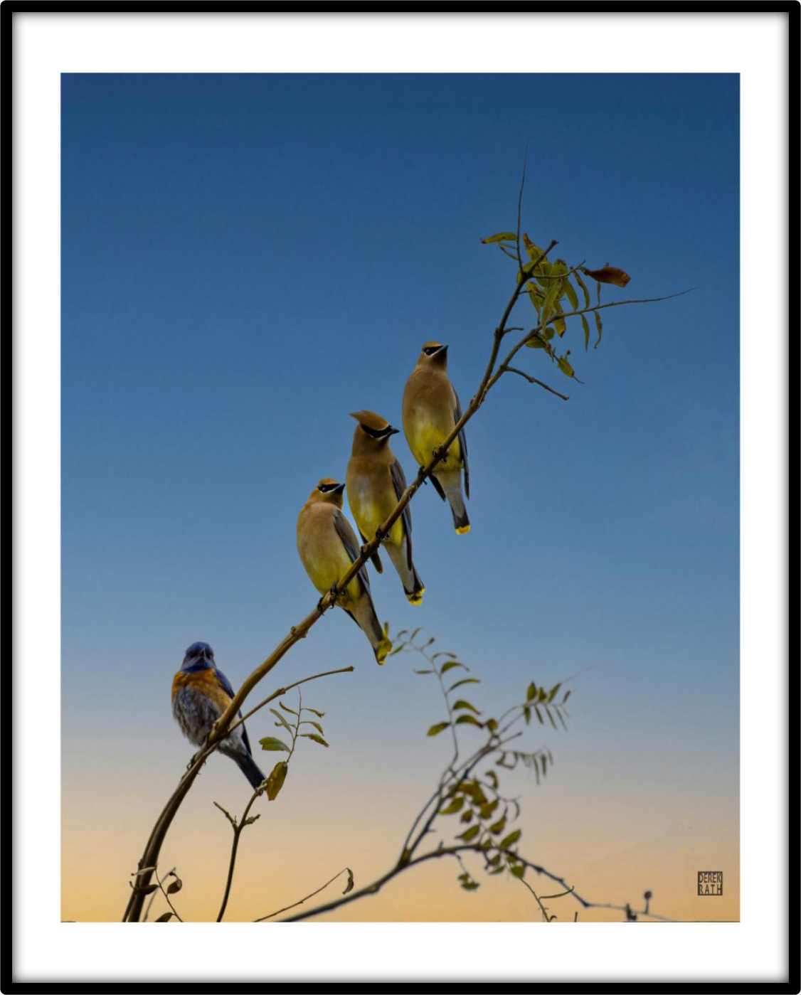 CEDAR WAXWINGS