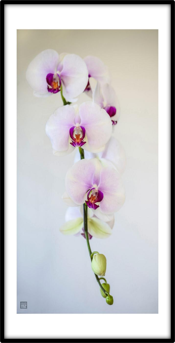 ORCHID FLOATING