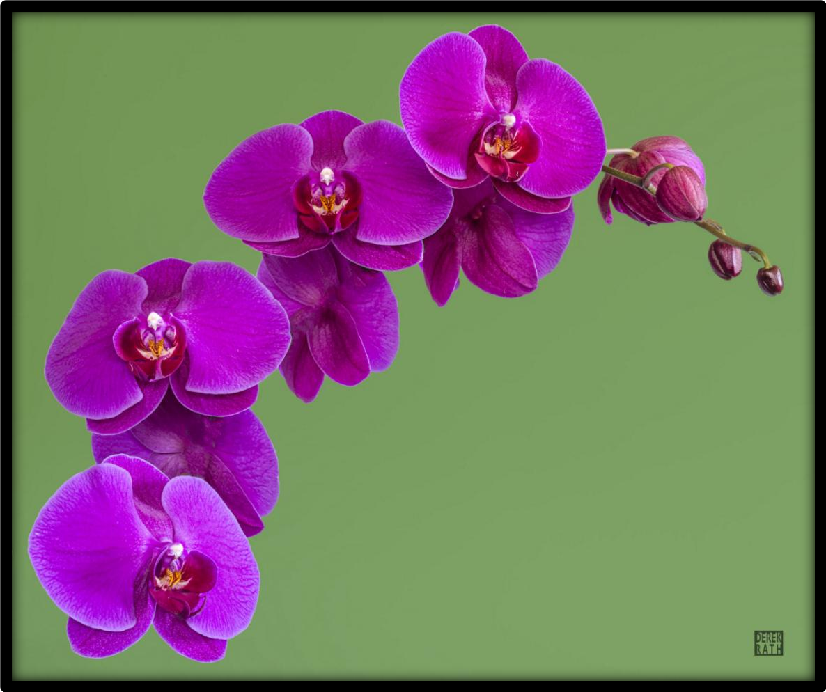 ORCHID ON GREEN