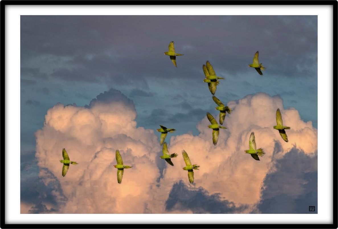 PARROTS AT SUNSET