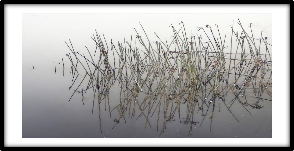 REEDS