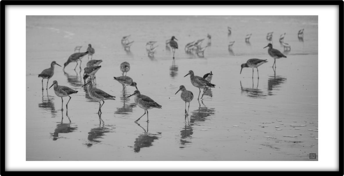 SHOREBIRDS