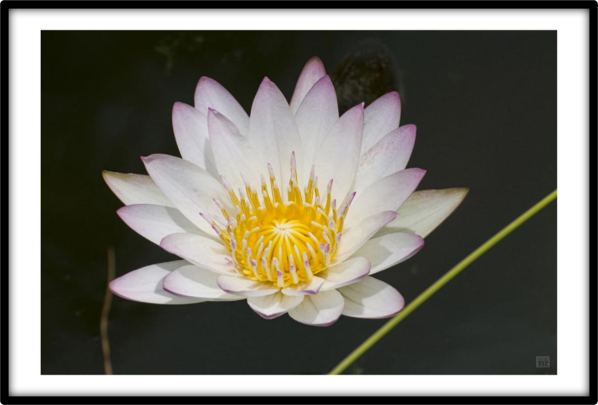 WATER LILY