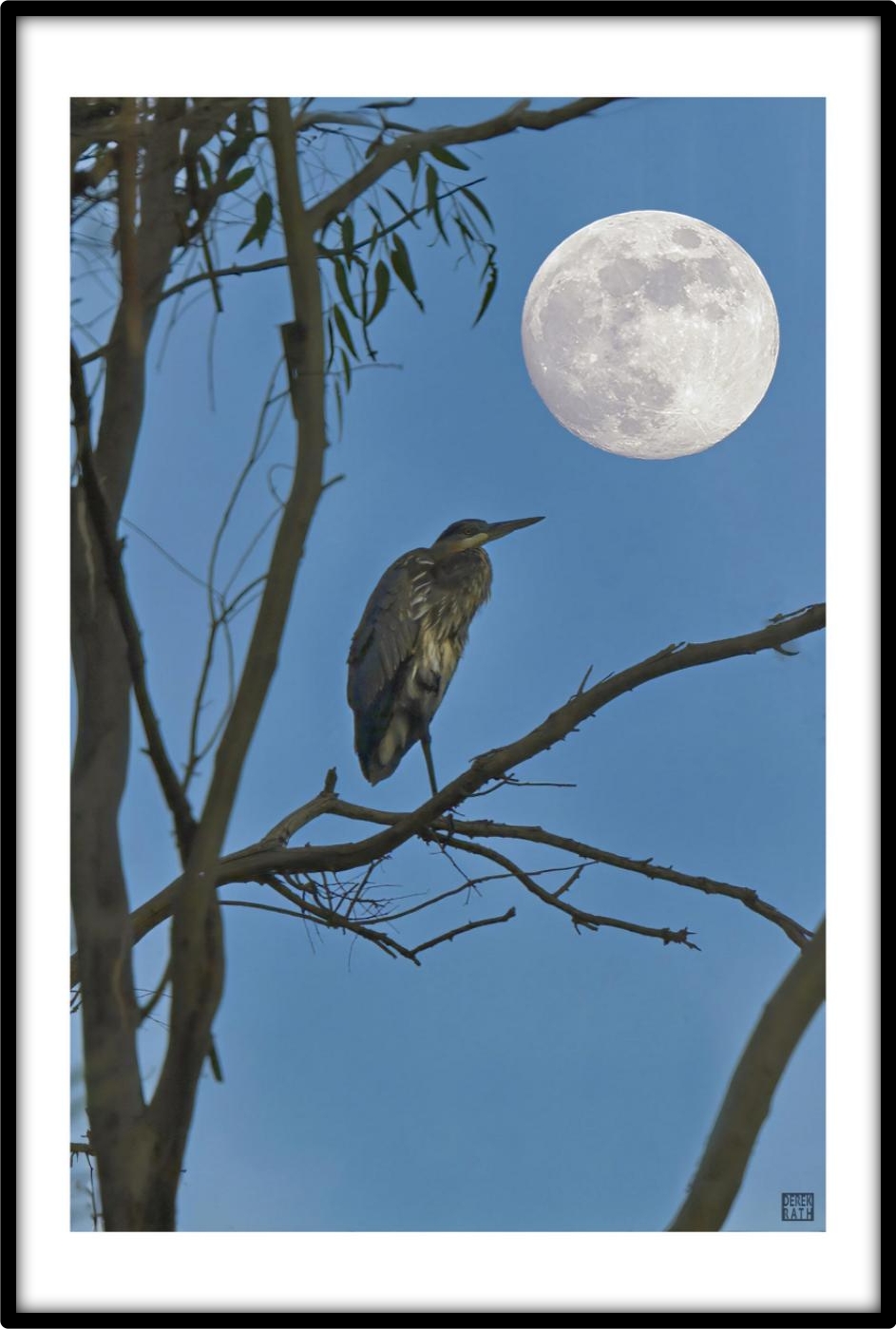 HERON MOON