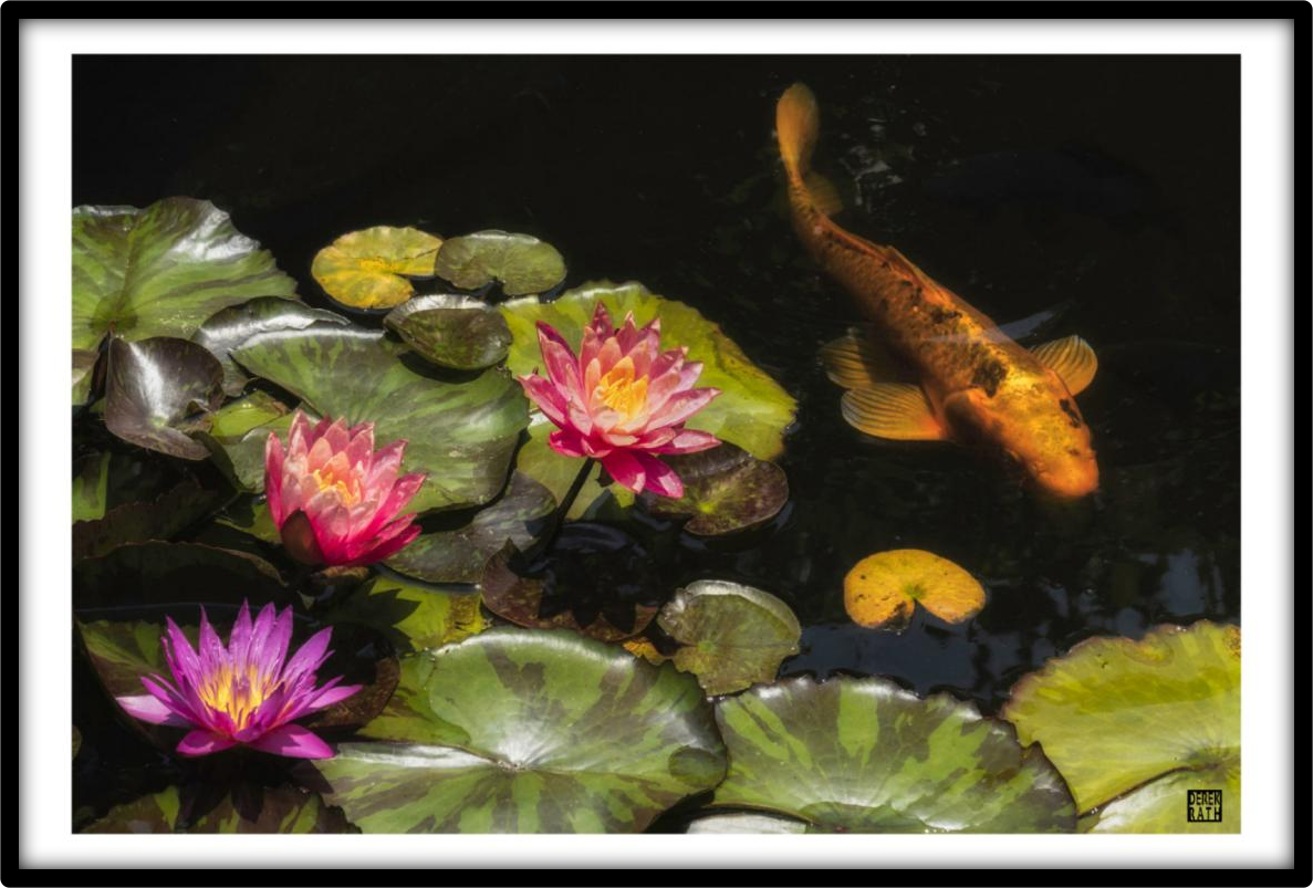 LILIES WITH KOI