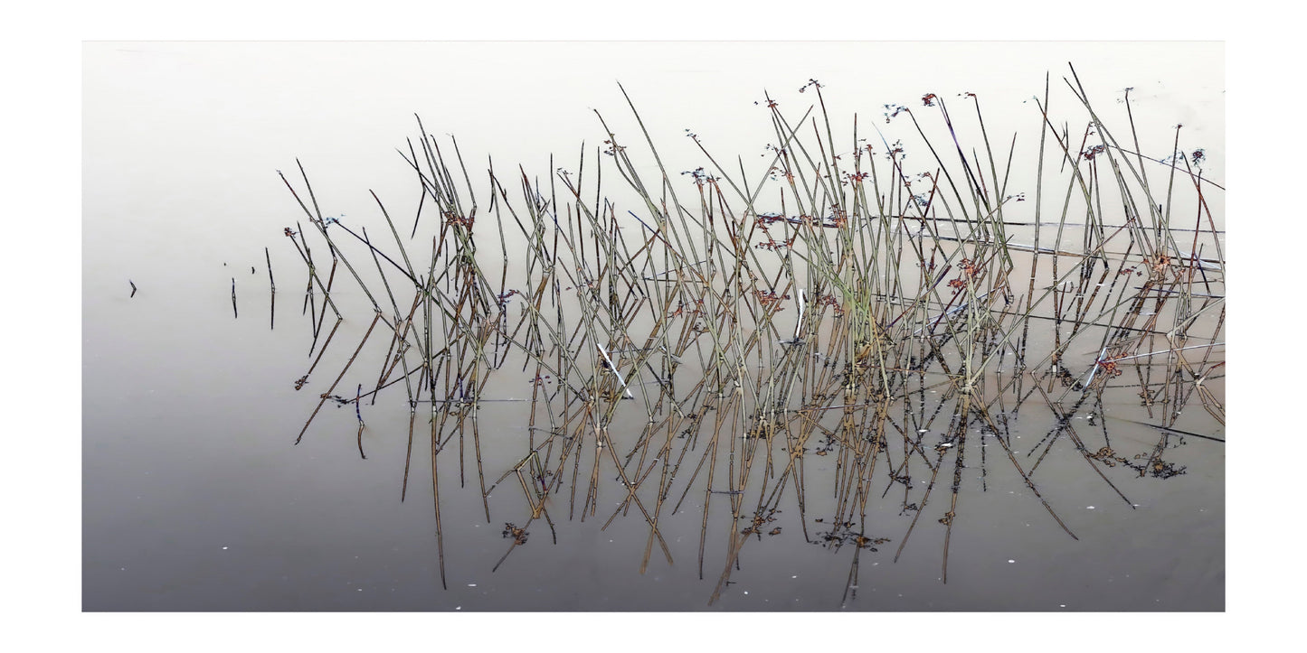 REEDS