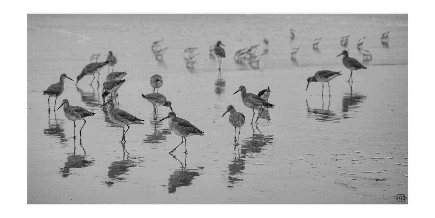 SHOREBIRDS