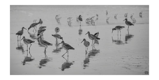 SHOREBIRDS