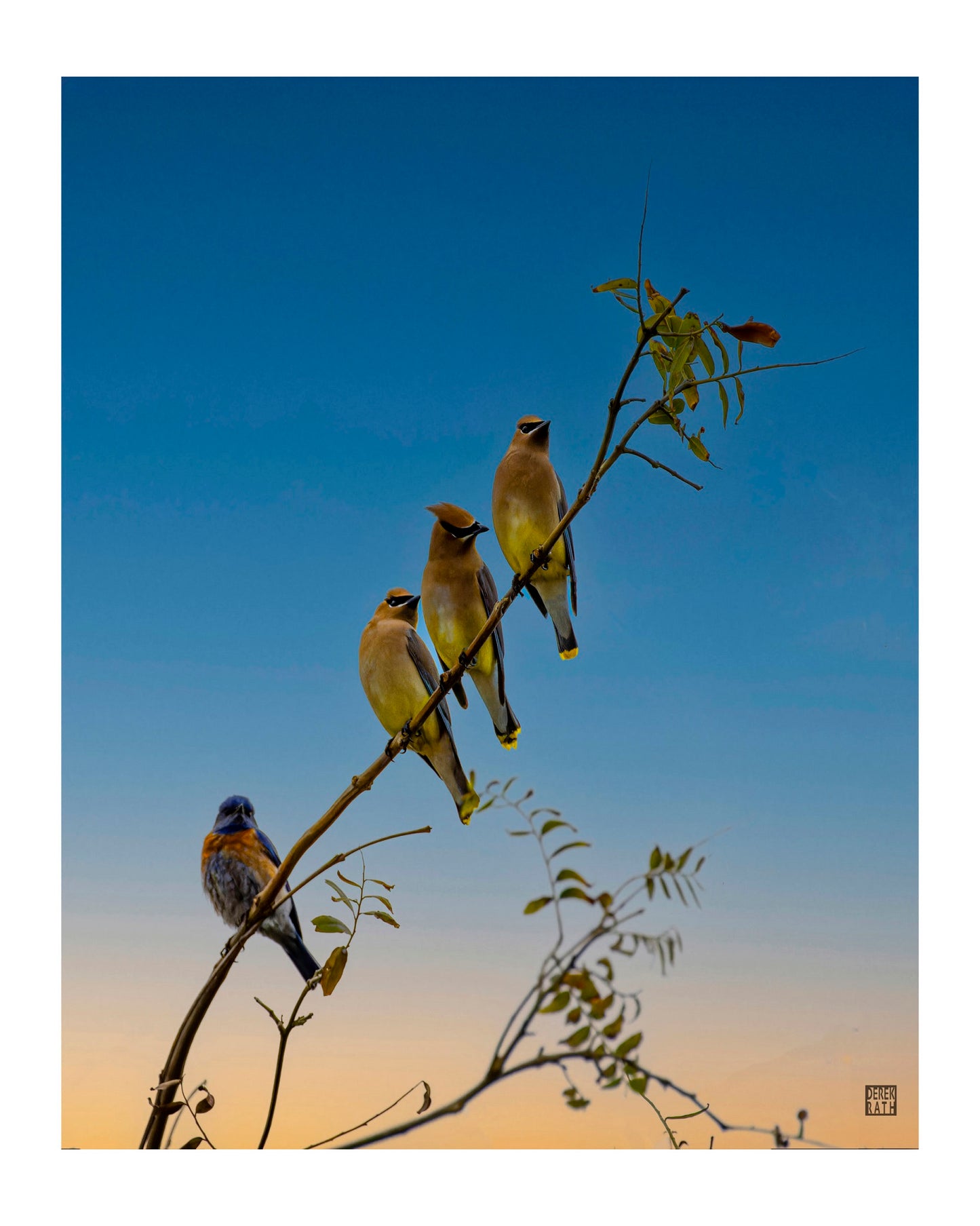 CEDAR WAXWINGS