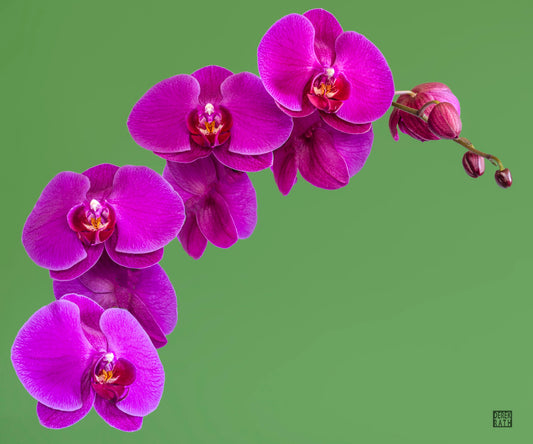 ORCHID ON GREEN